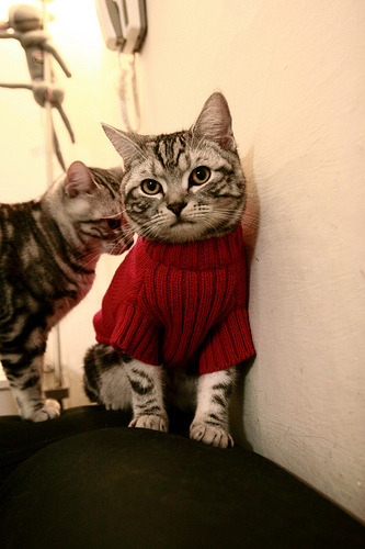 世界青少年马术锦标赛中国骑手令人期待,全国青少年马术锦标赛