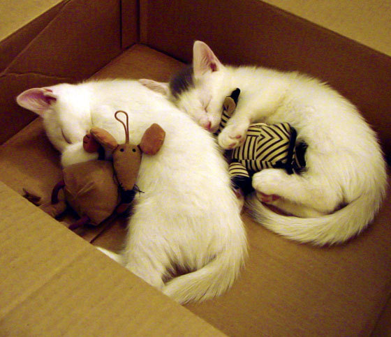 德国乒乓新星展现实力，挑战中国霸主地位，德国乒乓球新星