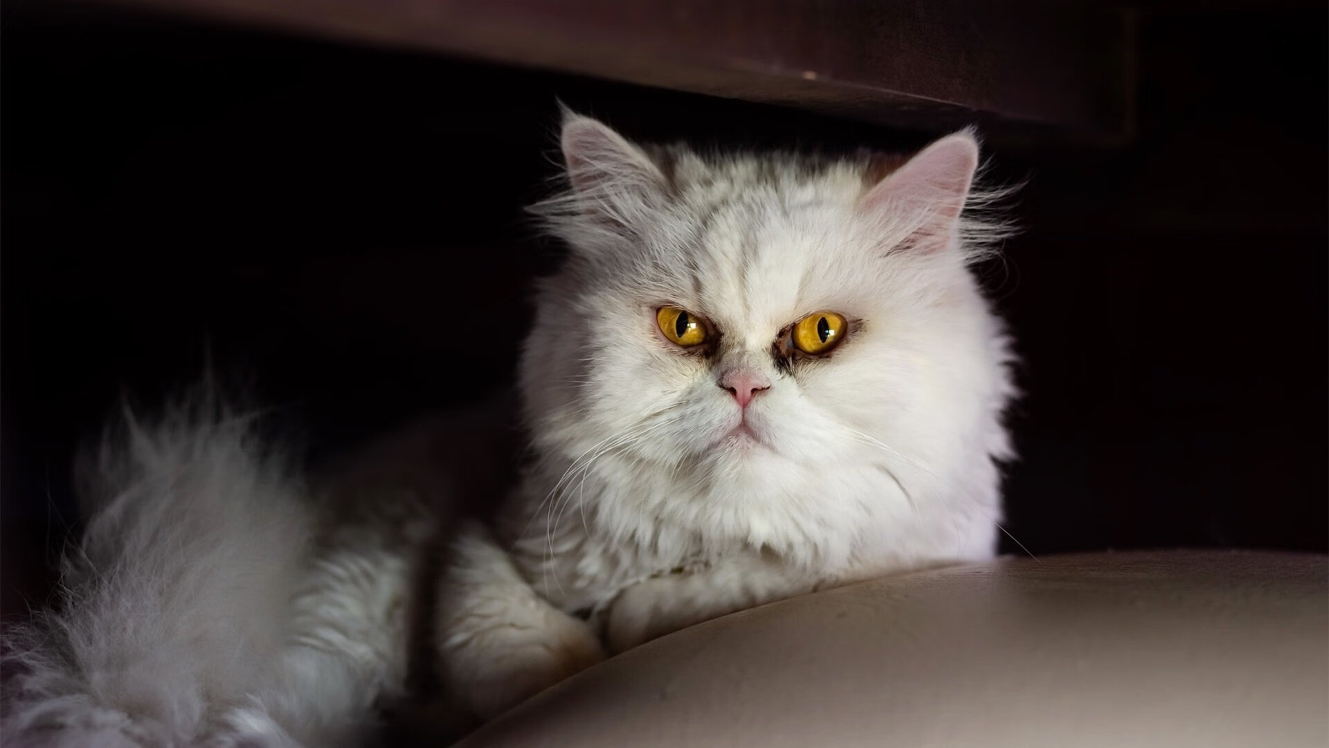 kaiyun开云体育-新加坡队未来发展的关键：如何打破现有的国际赛事瓶颈，新加坡队第几个出场