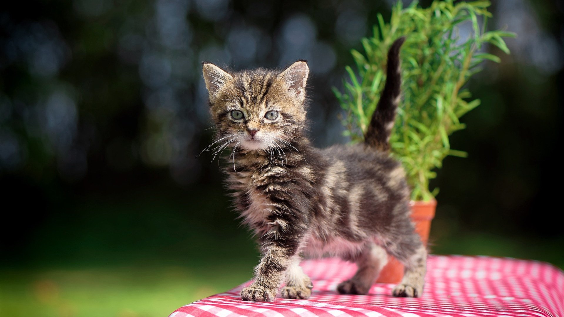 国王阵容深度成西部黑马,国王队打法