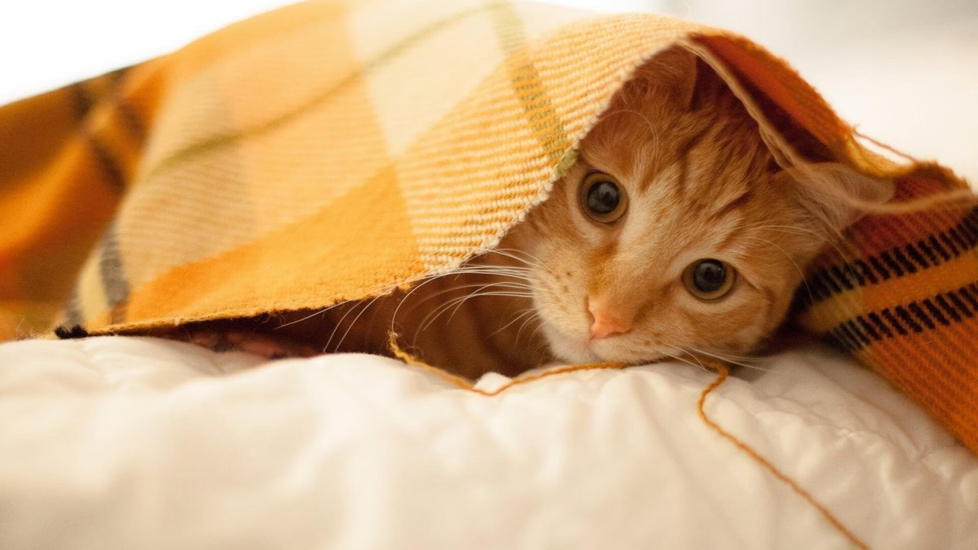 篮球三对三公开赛在多个城市同步举行,三对三篮球赛得分规则