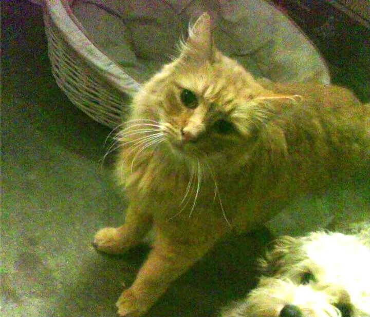 苏格兰橄榄球迎来政策支持高峰期,赛事数量增多,苏格兰踢球怎么样