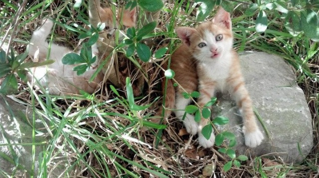 菲律宾女篮在亚洲锦标赛中夺冠,篮球运动再升温