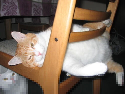 开云体育app-跳水难点克服吉尔吉斯斯坦动作流畅，吉尔吉斯斯坦摔跤冠军