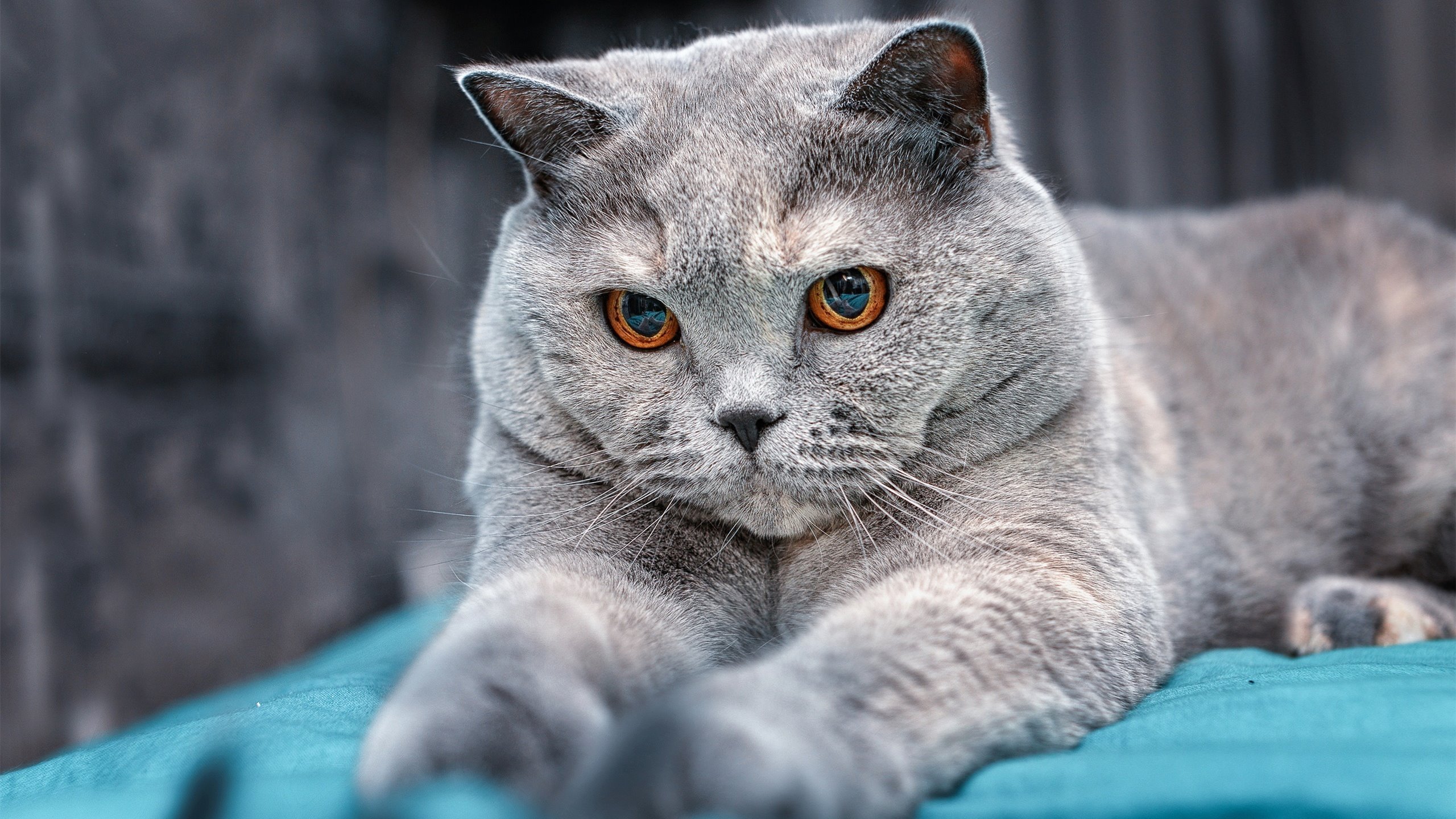 1亿转会费震撼欧冠首秀,尤文与多特背后隐藏故事,尤文对多特