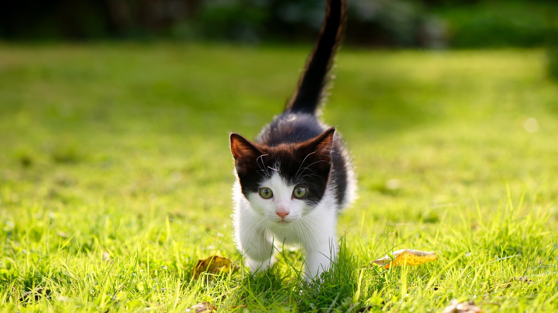 开云体育官网在线-中国足球国家队积极备战亚洲杯赛事，中国国家足球队在亚洲杯取得亚军的事件为