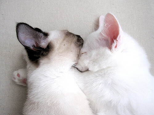 中国足球联赛中俱乐部教练流动率及影响，中国足球队教练组